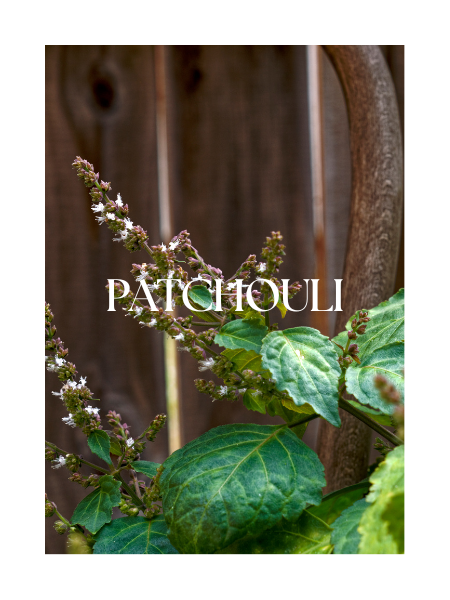 Patchouli