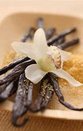 Vanilla Fragrance OIl